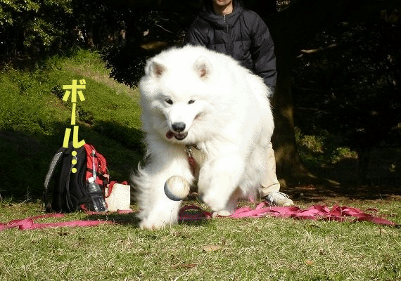 e0176159_14301727.gif
