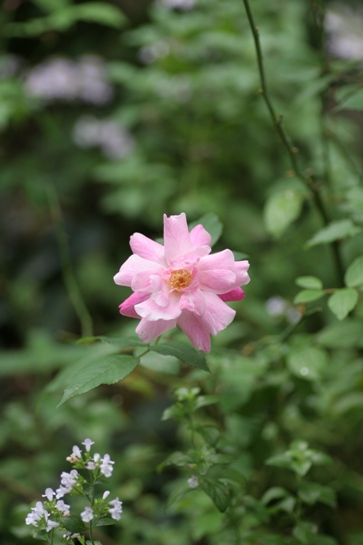 c0186463_17461799.jpg