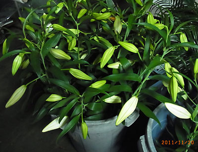 e0097770_131585.jpg