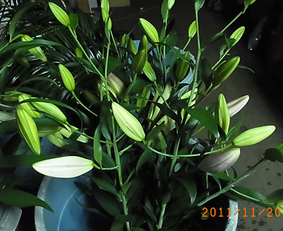 e0097770_132840.jpg