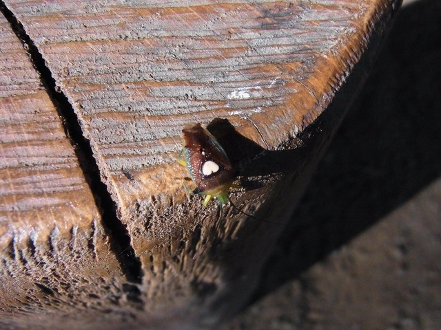 b0194593_22261658.jpg