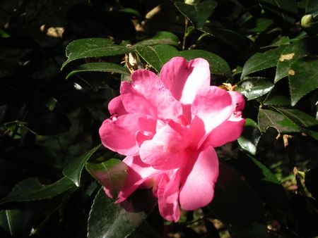 b0061107_7595338.jpg