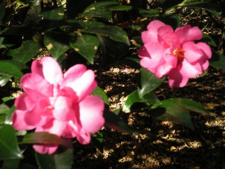 b0061107_851266.jpg