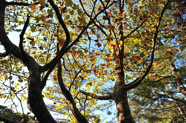 e0020166_19501652.jpg