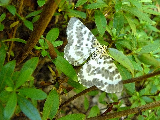 d0019074_1185324.jpg