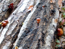 c0151898_1511068.jpg