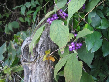 c0134734_0204348.jpg