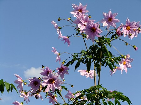 c0097558_17411879.jpg