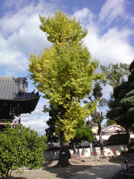 e0153367_13244490.jpg
