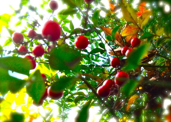 c0032580_2042679.jpg