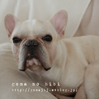 b0180085_2224145.gif