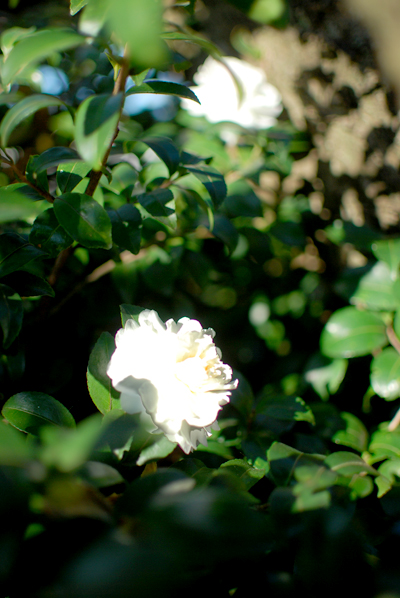 d0113613_1158223.jpg