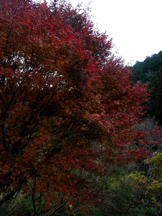 f0103126_1642555.jpg