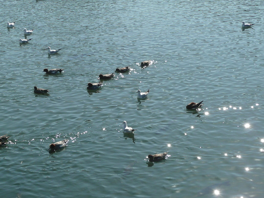 c0009528_1729211.jpg