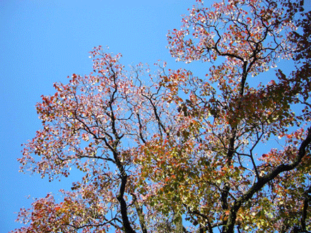 c0225153_14551694.gif