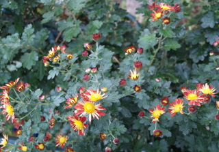 e0105760_12585735.jpg