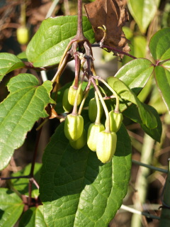 e0105760_12591854.jpg