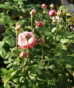 e0105760_1259810.jpg