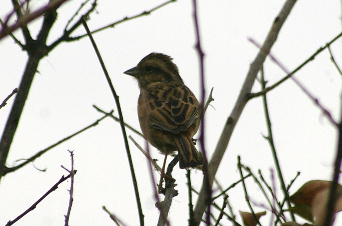 e0197884_2132717.jpg