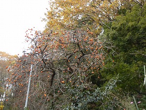f0006509_2344115.jpg