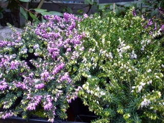 c0167112_2118344.jpg