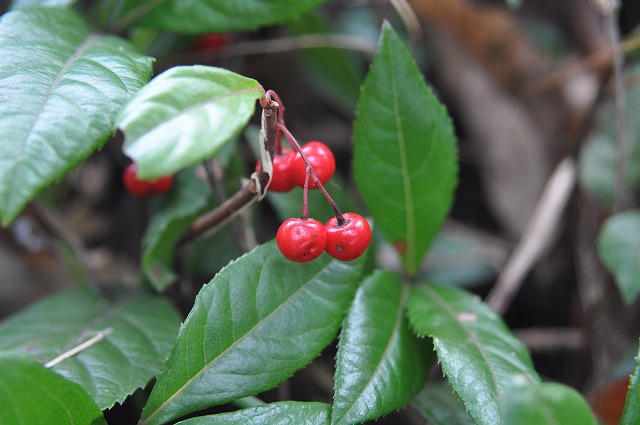 b0104861_2012190.jpg