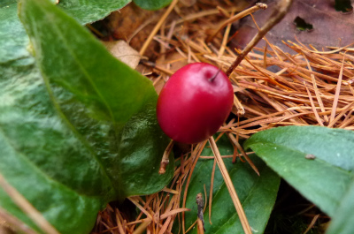 f0182173_2117036.jpg