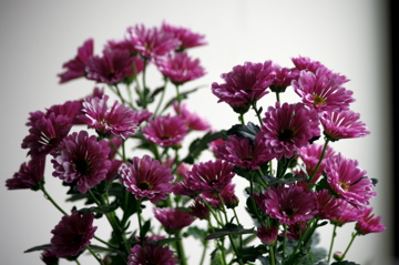 f0054677_828399.jpg