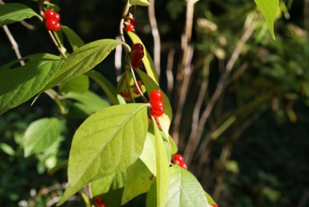 f0144707_1520048.jpg