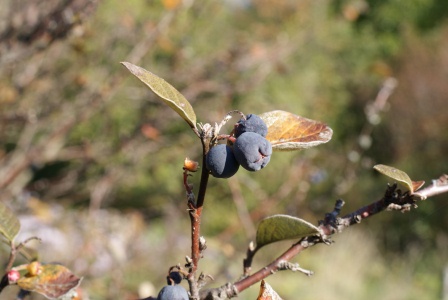 f0144707_15211377.jpg