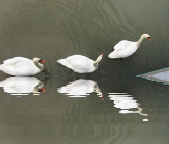 b0149071_1523982.gif