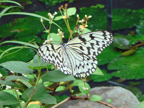 a0129233_16234277.jpg