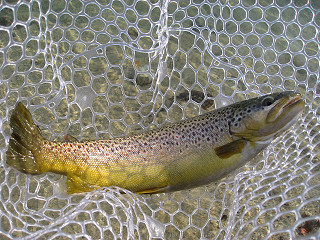 f0065341_1122024.jpg