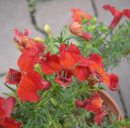 a0001354_21453899.gif