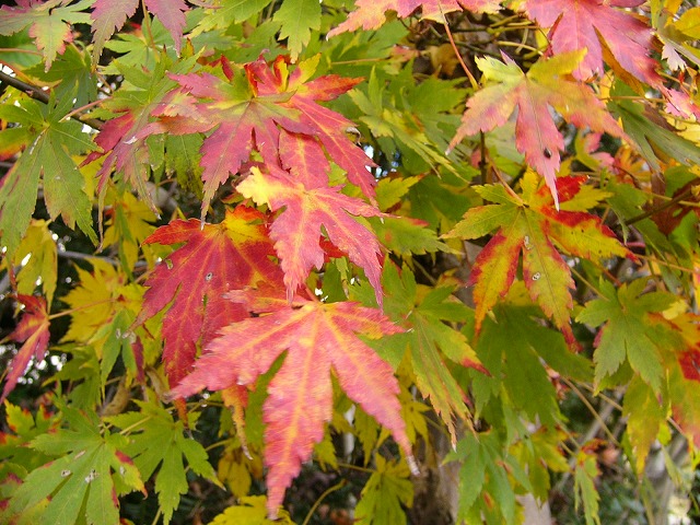 b0218664_11482082.jpg
