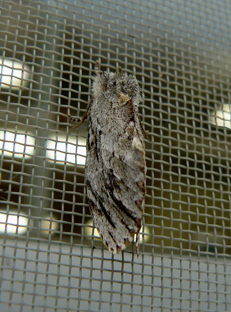 d0019074_9472313.jpg