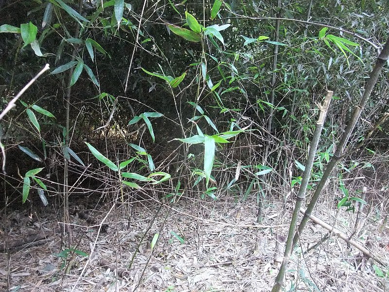 c0003475_11301236.jpg