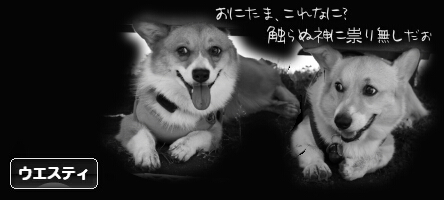 にほんブログ村 犬ブログ ウエスティへ