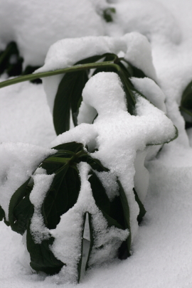 f0041606_20111584.jpg