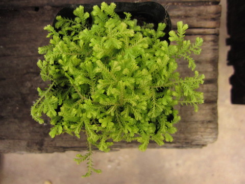 f0220152_18125137.jpg