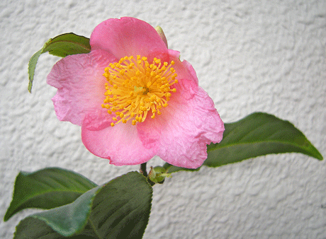 a0001354_19393828.gif
