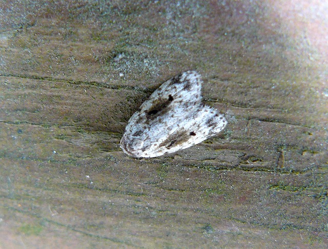 d0019074_1050124.jpg