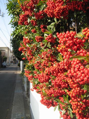 f0201297_17161855.jpg