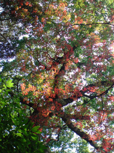 e0153367_15583172.jpg