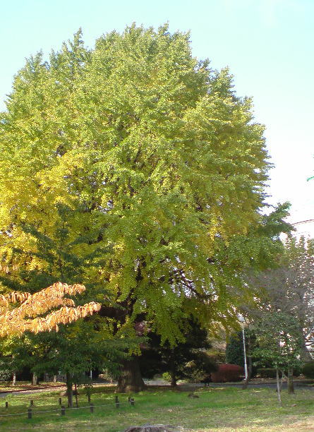 e0153367_15592440.jpg