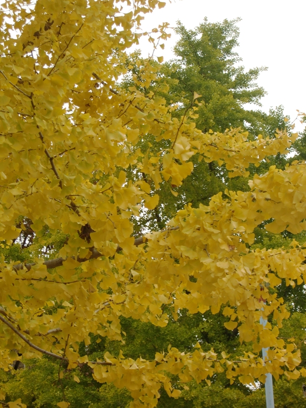 f0238779_1834505.jpg