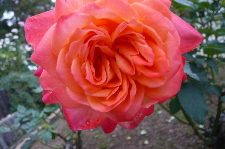 f0221708_2327446.jpg