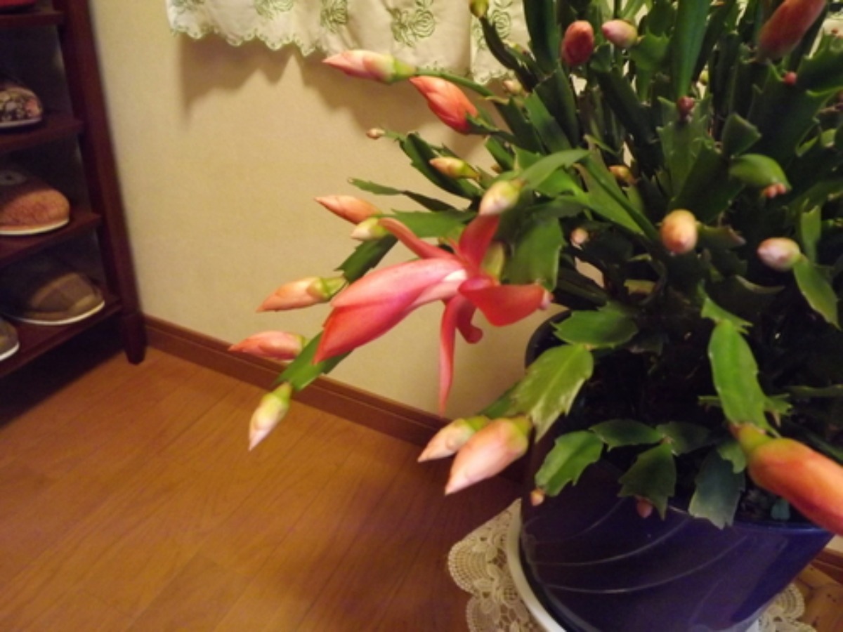 e0033229_21132196.jpg