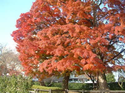 c0050264_15264126.jpg