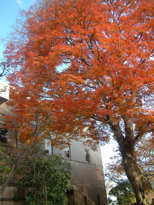 c0050264_15521640.jpg